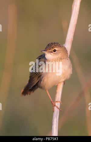 Gemeinsame Grasshopper Warbler - Locustella naevia Feldschwirl - ssp. straminea, Russland Stockfoto