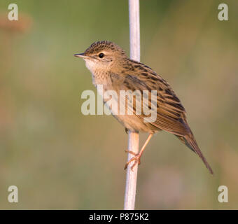 Gemeinsame Grasshopper Warbler - Locustella naevia Feldschwirl - ssp. straminea, Russland Stockfoto