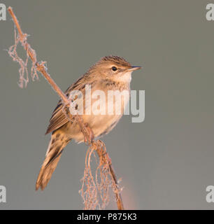 Gemeinsame Grasshopper Warbler - Locustella naevia Feldschwirl - ssp. straminea, Russland Stockfoto