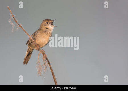 Sibirische Common Grasshopper Warbler - Locustella naevia Feldschwirl - ssp. straminea, Russland Stockfoto