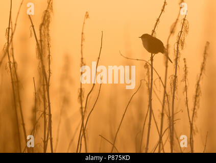 Gemeinsame Grasshopper Warbler - Locustella naevia Feldschwirl - ssp. straminea, Russland Stockfoto