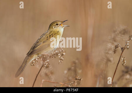 Gemeinsame Grasshopper Warbler - Locustella naevia Feldschwirl - ssp. naevia, Deutschland Stockfoto