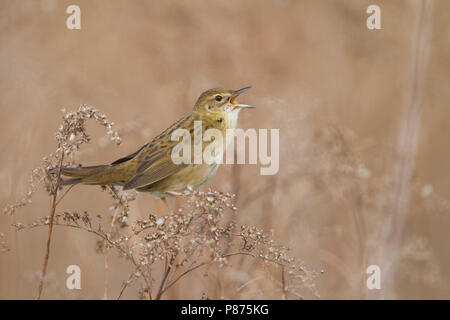 Gemeinsame Grasshopper Warbler - Locustella naevia Feldschwirl - ssp. naevia, Deutschland Stockfoto