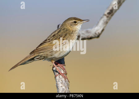 Gemeinsame Grasshopper Warbler - Locustella naevia Feldschwirl - ssp. mongolicus, Kasachstan Stockfoto