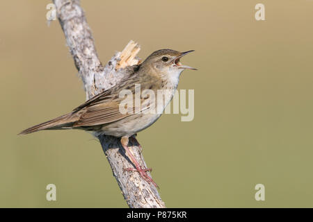 Gemeinsame Grasshopper Warbler - Locustella naevia Feldschwirl - ssp. mongolicus, Kasachstan Stockfoto