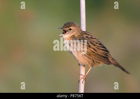 Gemeinsame Grasshopper Warbler - Locustella naevia Feldschwirl - ssp. straminea, Russland Stockfoto