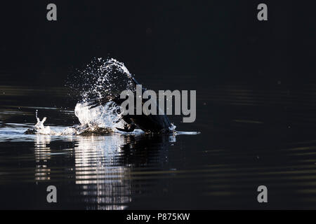 Gemeinsame Kormoran - Kormoran - Phalacrocorax carbo sinensis ssp., Großbritannien tauchen für Lebensmittel Stockfoto