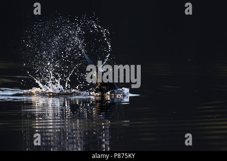 Gemeinsame Kormoran - Kormoran - Phalacrocorax carbo sinensis ssp., Großbritannien tauchen für Lebensmittel Stockfoto