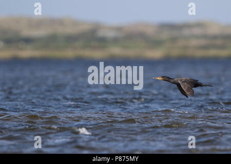 Gemeinsame Kormoran - Kormoran - Phalacrocorax carbo sinensis, Deutschland ssp. Stockfoto