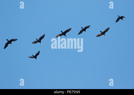 Gemeinsame Kormoran - Kormoran - Phalacrocorax carbo sinensis, Deutschland ssp. Stockfoto