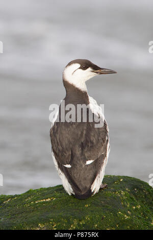 Gemeinsame Guillemot nach Winter Strände; Zeekoet winterkleed gestrand Volwassen Stockfoto