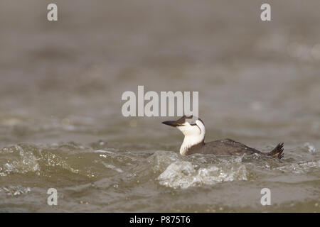 Gemeinsame Guillemot nach Winter Strände; Zeekoet winterkleed gestrand Volwassen Stockfoto