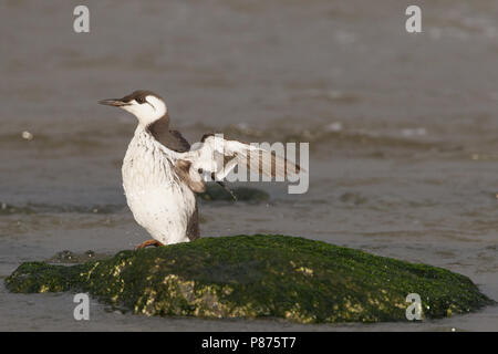 Gemeinsame Guillemot nach Winter Strände; Zeekoet winterkleed gestrand Volwassen Stockfoto