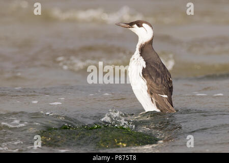 Gemeinsame Guillemot nach Winter Strände; Zeekoet winterkleed gestrand Volwassen Stockfoto