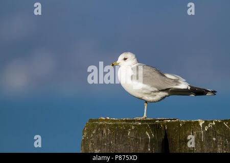 Stormmeeuw, Mew Gull, Larus canus canus ssp., Schweiz, Erwachsene Stockfoto