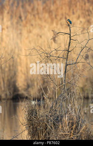 Eisvögel - Eisvogel - Alcedo atthis ssp. atthis, männlichen Erwachsenen Stockfoto
