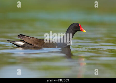 Gemeinsame Sumpfhuhn Gallinula chloropus - Teichhuhn - ssp. Chloropus, Deutschland, Erwachsene Stockfoto