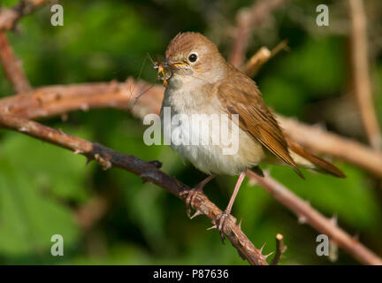Gemeinsame Nachtigall - Nachtigall - Luscinia megarhynchos ssp. megarhynchos, Deutschland, Erwachsene Stockfoto