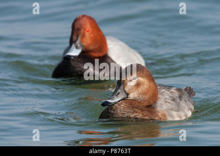 Gemeinsame - Tafelente Pochard Aythya ferina -, Frankreich, erwachsene Frau mit männlichen Stockfoto