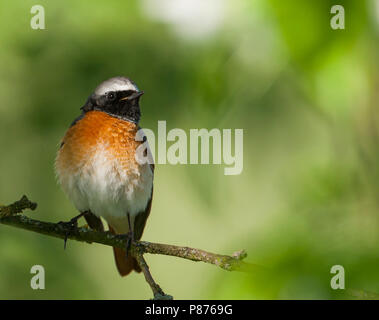 Common Redstart Phoenicurus phoenicurus - Gartenrotschwanz - ssp. phoenicurus, Deutschland, männlichen Erwachsenen Stockfoto