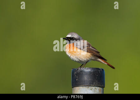 Common Redstart Phoenicurus phoenicurus - Gartenrotschwanz - ssp. phoenicurus, Deutschland, männlichen Erwachsenen Stockfoto