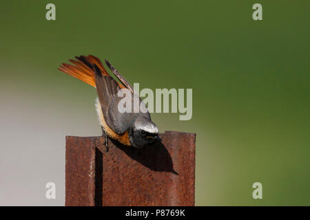 Common Redstart Phoenicurus phoenicurus - Gartenrotschwanz - ssp. phoenicurus, Deutschland, männlichen Erwachsenen Stockfoto