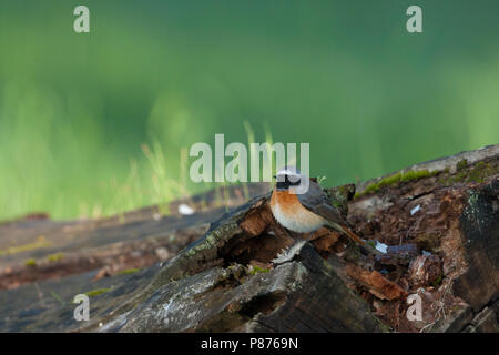 Common Redstart Phoenicurus phoenicurus - Gartenrotschwanz - ssp. phoenicurus, Deutschland, männlichen Erwachsenen Stockfoto