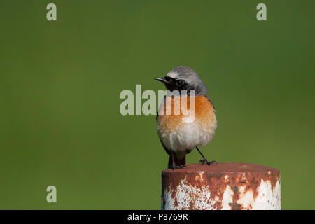 Common Redstart Phoenicurus phoenicurus - Gartenrotschwanz - ssp. phoenicurus, Deutschland, männlichen Erwachsenen Stockfoto