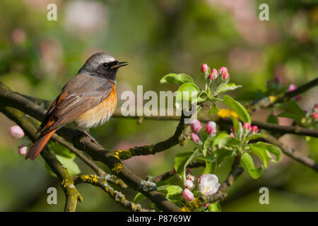 Common Redstart Phoenicurus phoenicurus - Gartenrotschwanz - ssp. phoenicurus, Deutschland, männlichen Erwachsenen Stockfoto