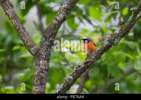 Common Redstart Phoenicurus phoenicurus - Gartenrotschwanz - ssp. phoenicurus, Deutschland, männlichen Erwachsenen Stockfoto