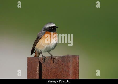 Common Redstart Phoenicurus phoenicurus - Gartenrotschwanz - ssp. phoenicurus, Deutschland, männlichen Erwachsenen Stockfoto