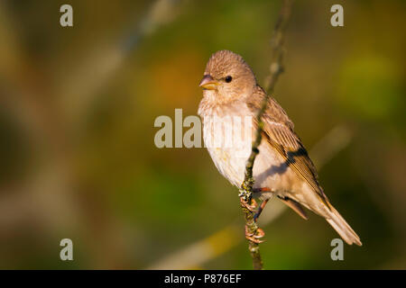 Common Rosefinch - karmingimpel Carpodacus erythrinus - ssp. erythrinus, Deutschland, 1 Jahre, männlich Stockfoto