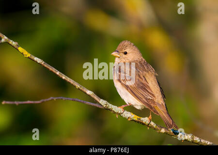 Common Rosefinch - karmingimpel Carpodacus erythrinus - ssp. erythrinus, Deutschland, 1 Jahre, männlich Stockfoto