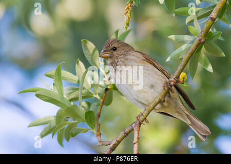 Common Rosefinch - karmingimpel Carpodacus erythrinus - ssp. erythrinus, Deutschland, 1 Jahre, männlich Stockfoto