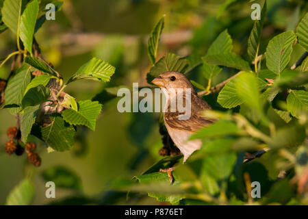 Common Rosefinch - karmingimpel Carpodacus erythrinus - ssp. erythrinus, Deutschland, 1 Jahre, männlich Stockfoto