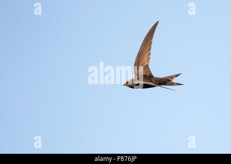 Common Swift, Mauersegler, Apus apus ssp. apus, Deutschland Stockfoto