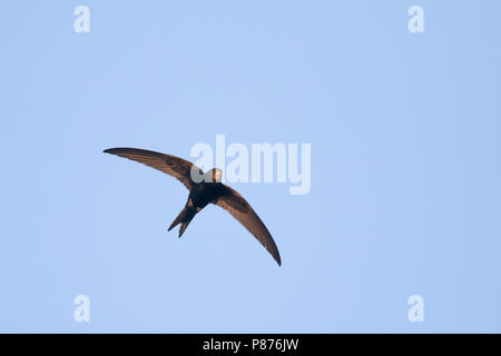 Common Swift, Mauersegler, Apus apus ssp. apus, Deutschland Stockfoto