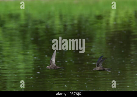 Common Swift, Mauersegler, Apus apus ssp. apus, Deutschland Stockfoto