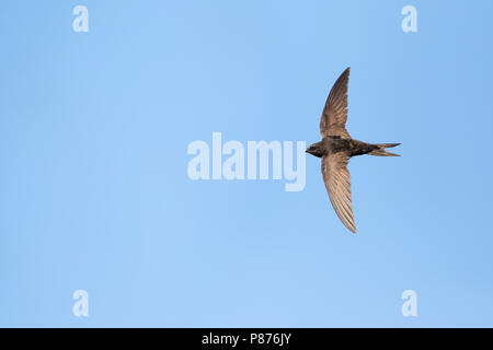 Common Swift, Mauersegler, Apus apus ssp. apus, Deutschland Stockfoto