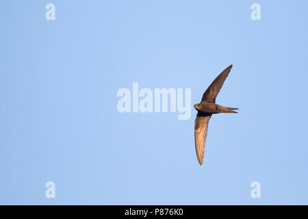 Common Swift, Mauersegler, Apus apus ssp. apus, Deutschland Stockfoto