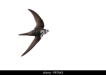 Common Swift, Mauersegler, Apus apus ssp. apus, Deutschland Stockfoto