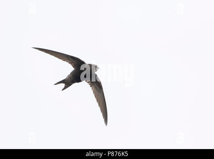 Common Swift, Mauersegler, Apus apus ssp. apus, Deutschland Stockfoto