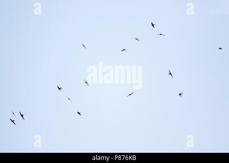 Common Swift, Mauersegler, Apus apus ssp. apus, Deutschland Stockfoto