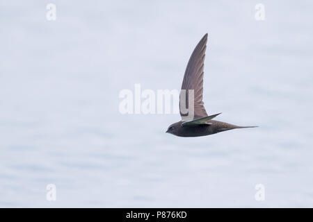 Mauersegler, Gierzwaluw, Apus apus ssp. apus, Österreich Stockfoto