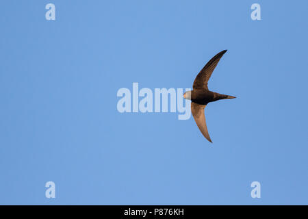 Common Swift, Mauersegler, Apus apus ssp. apus, Deutschland Stockfoto