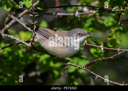 Grasmus ssp rubicola; Common Whitethroat; Sylvia communis rubicola Stockfoto