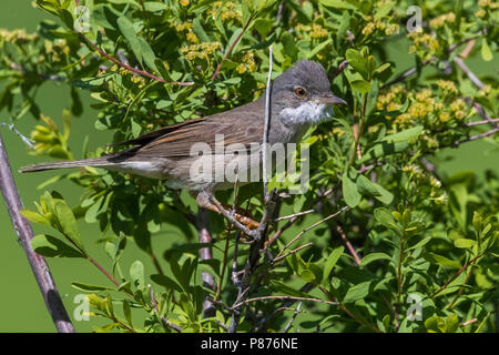 Grasmus ssp rubicola; Common Whitethroat; Sylvia communis rubicola Stockfoto