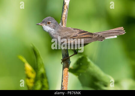 Grasmus ssp rubicola; Common Whitethroat; Sylvia communis rubicola Stockfoto