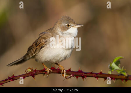 Common Whitethroat - dorngrasmücke - Sylvia communis ssp. communis, Deutschland Stockfoto