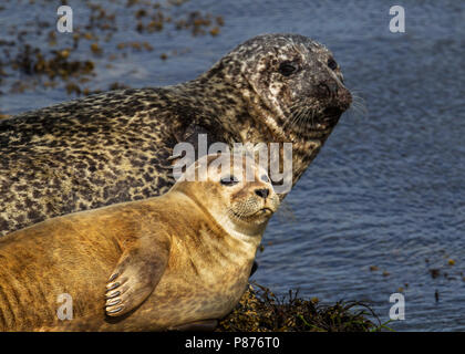 Gewone Zeehond, Seehund, Phoca vitulina Stockfoto